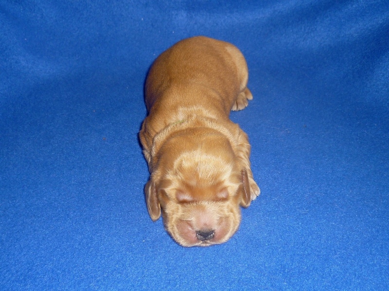 5. pejsek - sv. zelená.JPG